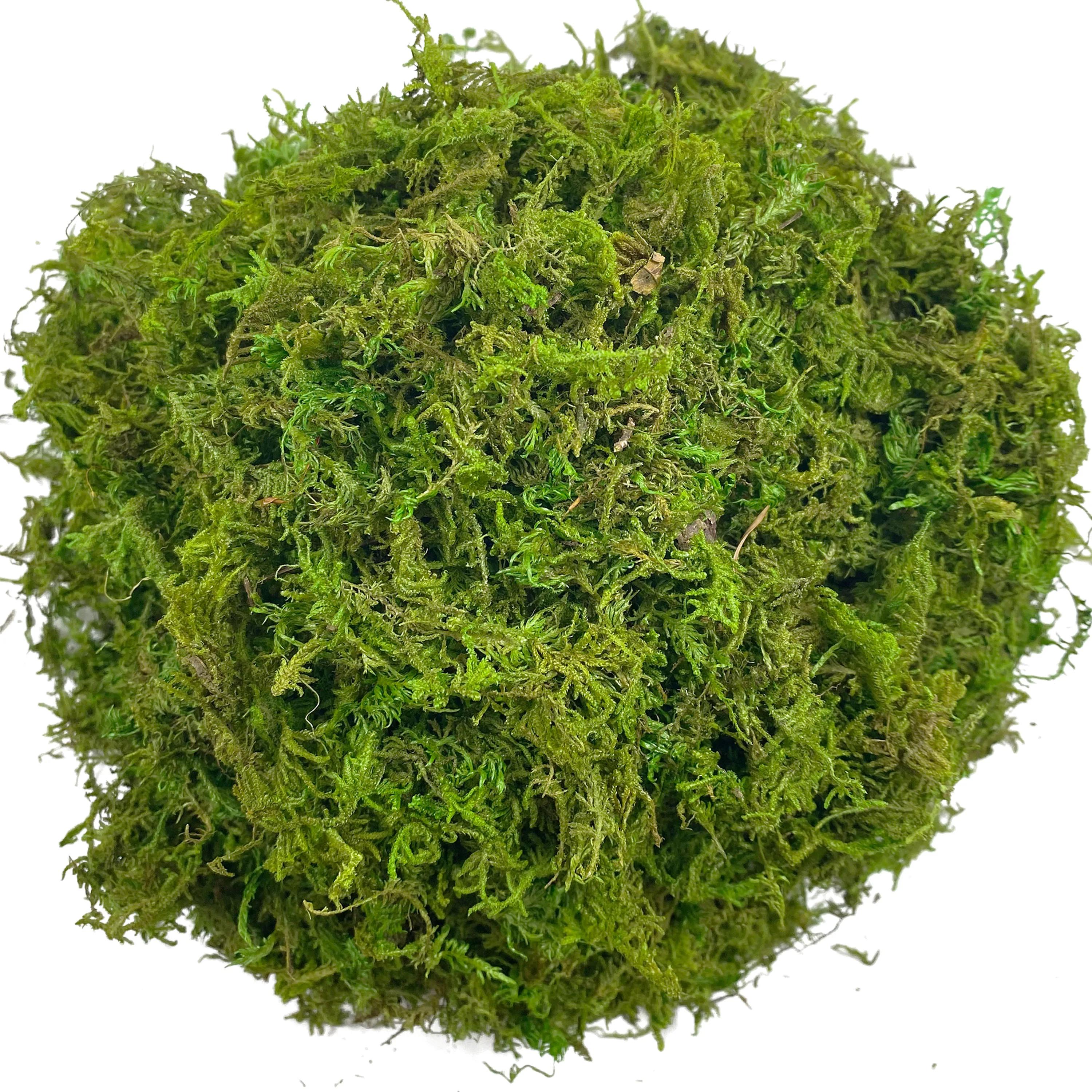 Mousse artificielle verte pour plante en pot, mélange d'orchidées, poteau de mousse de tourbe, artisanat